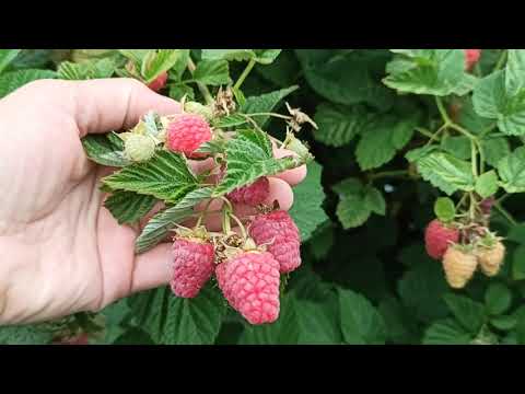 Видео: Малина Соколица! Изумительный надежный сорт летней малины! Урожай 2021г.