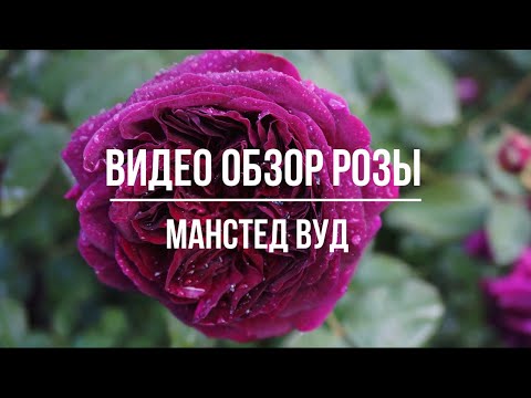 Видео: Видео обзор розы Манстед Вуд - Munstead Wood (Austin Великобритания, 2007)