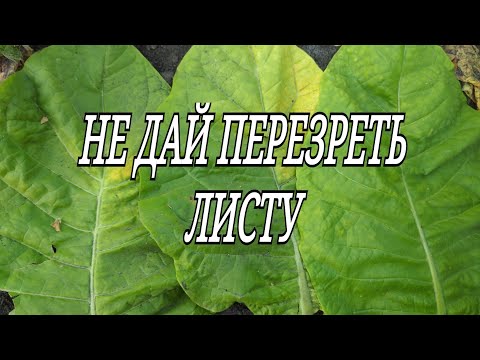 Видео: НЕ ДАЙ ПЕРЕЗРЕТЬ ЛИСТУ.