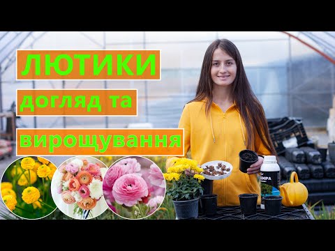 Видео: РАНУНКУЛЮС 🌸 ПОСАДКА ДОГЛЯД ТА ВИРОЩУВАННЯ 🌱