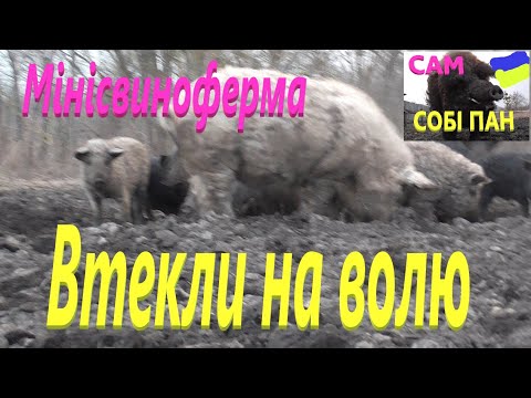 Видео: Проломили загорожу # Угорська Мангалиця