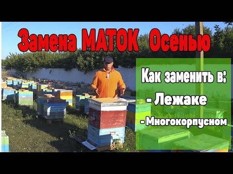 Видео: Три способа, замены матки Осенью без потери пчеломаток.