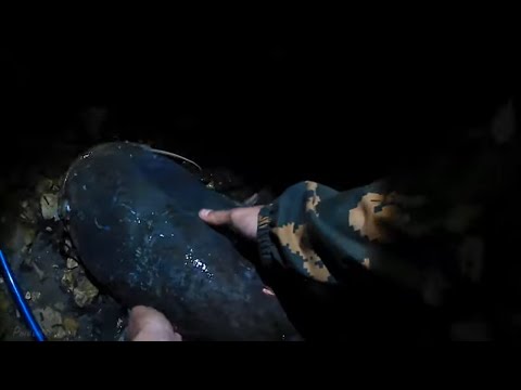 Видео: Как ЛОВИТЬ СОМА на ЛЯГУШКУ? Рыбалка на сома!