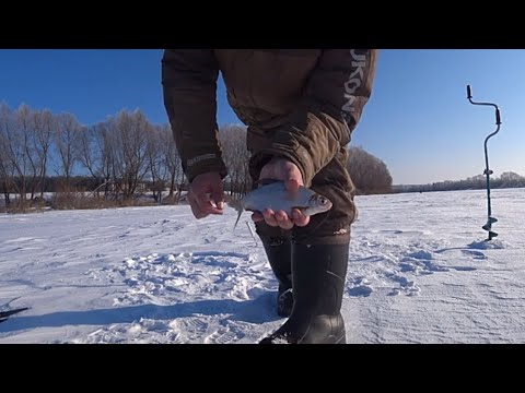 Видео: густера на покаток на Оке, рыбацкие байки, судак на мотыля, зимняя рыбалка в феврале