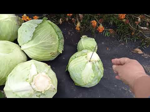 Видео: Уборка капусты, сорта, сроки посадки, хранение.