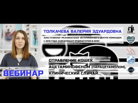 Видео: Отравление кошек ацетаминофеном ( парацетамолом ). Клинический случай.