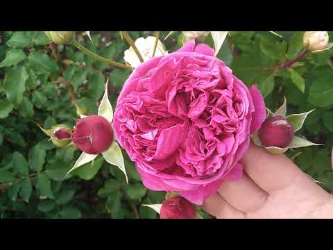 Видео: *ПРЕКРАСНОЕ ЛЕТНЕЕ ЦВЕТЕНИЕ РОЗ! ТАКОЙ КРАСОТЫ ВЫ ЕЩЁ НЕ ВИДЕЛИ!*
