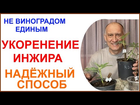 Видео: Надёжный способ укоренения черенков инжира.