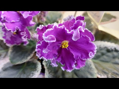 Видео: 23.01.2025/Выставка фиалок в Доме фиалок#фиалки#выставка#