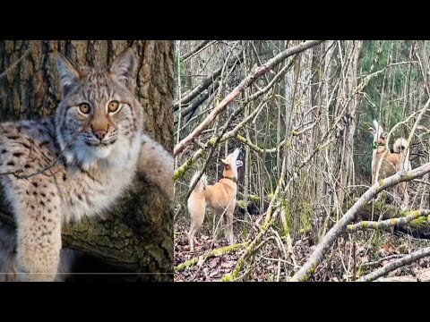 Видео: Работы лаек по рыси .Лучший день фотоохоты удался !Рысь атакует наш регион !