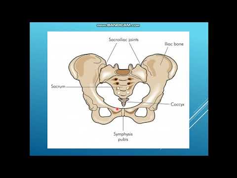 Видео: Шат қасағасы симфизі. Жамбас белдеуі сүйектері арасындағы байланыстар