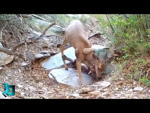 Видео: Это Попало На Камеру! Самые Редкие Случаи С Животными