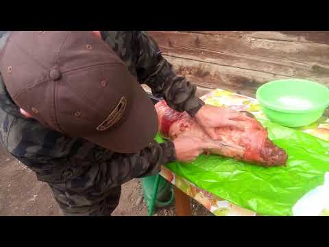 Видео: Сколько жира в барсуке?! Снимаю  жир.