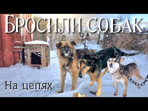 Видео: 💔Неделю на цепях Без будок и еды Брошены в далёкой деревне зимой/ Эвакуация собак/help save the dogs