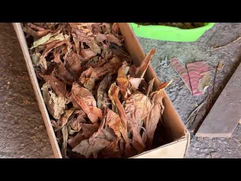 Видео: Табак-этапы переработки 