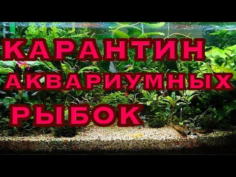 Видео: КАРАНТИН АКВАРИУМНЫХ РЫБОК ПОСЛЕ ПОКУПКИ.