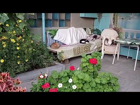 Видео: Кайфуша Люся с мятой/ Темно дышать/ Собираем урожай осени 