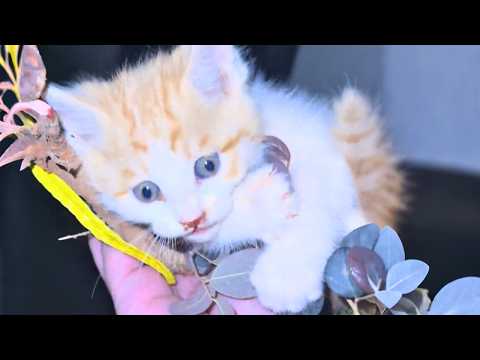 Видео: «Помогите! Я связана — не могу двигаться!» Котёнок плакал глубоко в кустах
