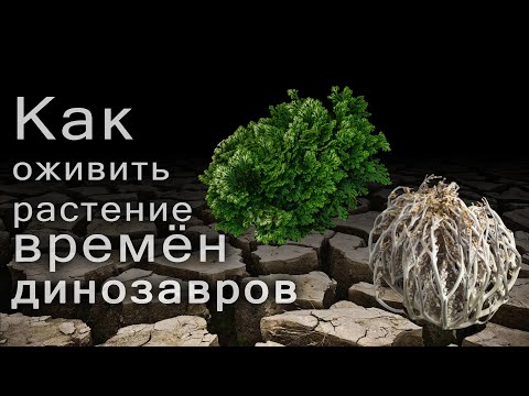 Видео: Иерихонская роза. Как оживить древнее растение времен динозавров.