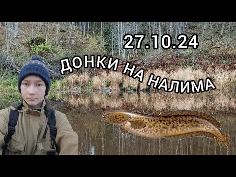 Видео: ПРОВЕРКА ДОНОК НА НАЛИМА **27.10.24** СЕКРЕТНЫЙ ГОСТЬ НА ДОНКЕ