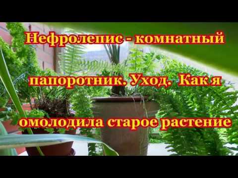 Видео: Нефролепис-комнатный папоротник. Уход. Как я омолодила старое растение.