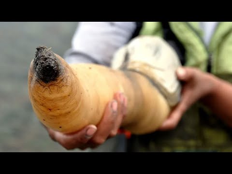 Видео: ▽ Самые долгоживущие существа