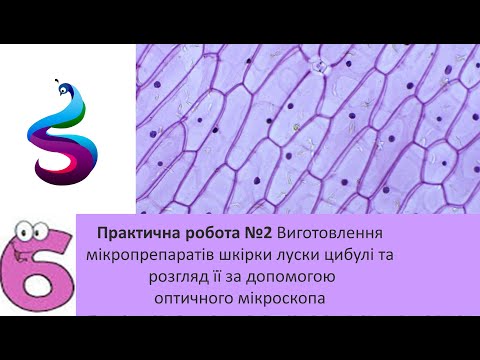 Видео: Практична робота №2 Виготовлення мікропрепаратів шкірки луски цибулі