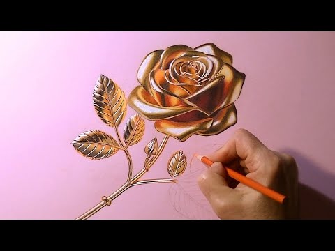 Видео: Карандашный рисунок золотой розы