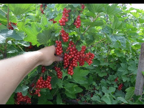 Видео: Уральская Красавица - сорт красной смородины