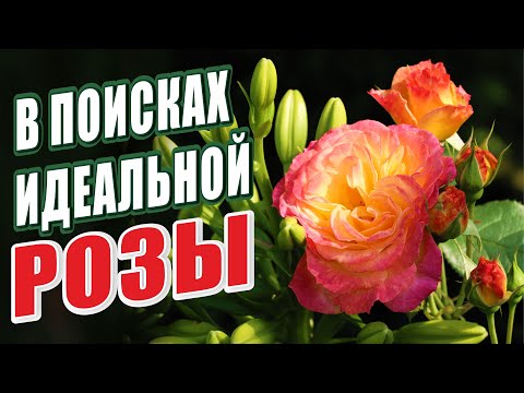 Видео: В ПОИСКАХ ИДЕАЛЬНОЙ РОЗЫ!