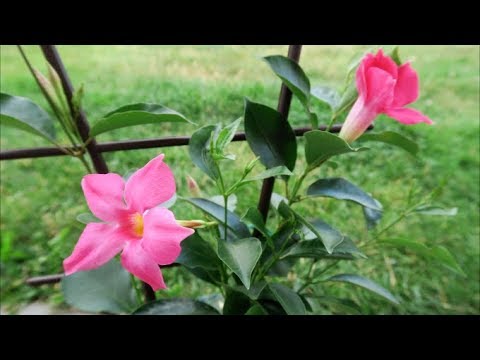 Видео: Мои экзотические растения в июле 12