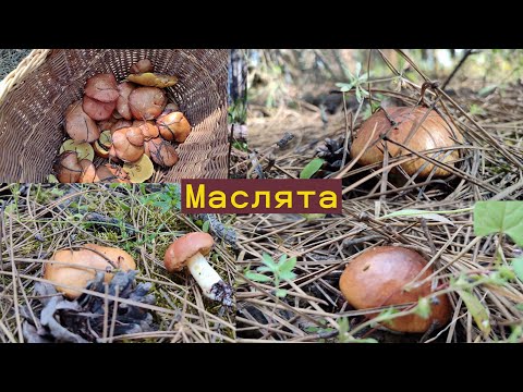 Видео: очередная волна маслят