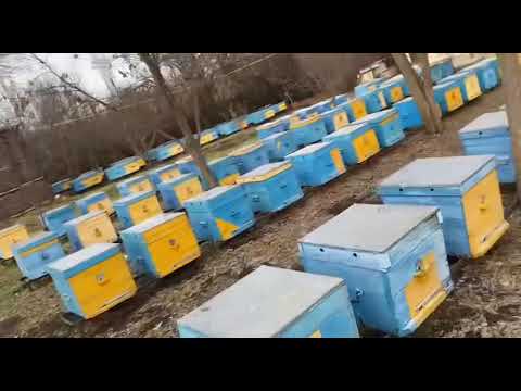 Видео: Конец ноября, приехал проведать пчел после урагана