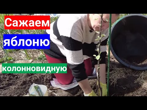 Видео: Как посадить колонновидную яблоню. Схема посадки подробно