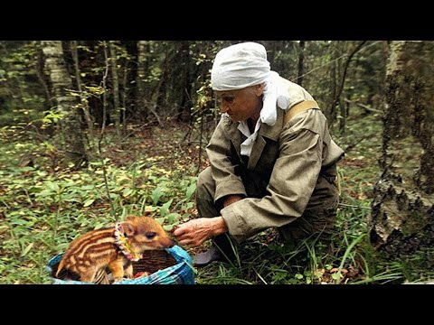 Видео: Бабушка лишилась чувств, обнаружив в корзинке дикого зверя вместо грибов. Это стало судьбоносным