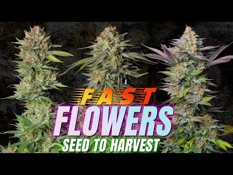 Видео: Быстрые семена цветов для сбора урожая. Быстрые фотографии! Печенье «Тропикана», щербет GG4