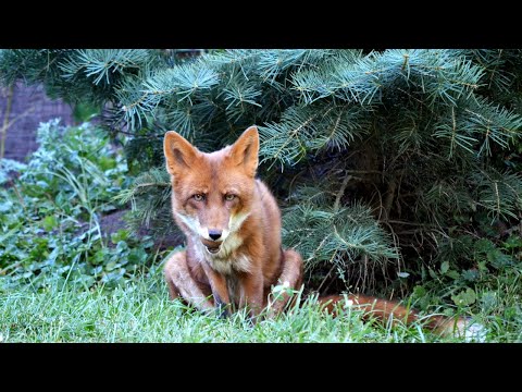 Видео: Однажды лис Альф спрятал сокровище