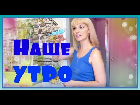 Видео: Уборка клетки попугая. Утро с моим попугаем