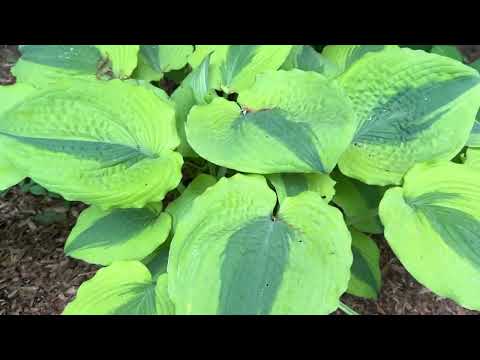 Видео: Экскурсия по растениям хоста и тенистому саду | Коллекция #Хоста