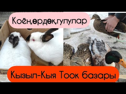 Видео: Тоок базар Кызыл-кия! Жаш балдарда коруп жыргашат бул чыгарылышты)) 2часть!
