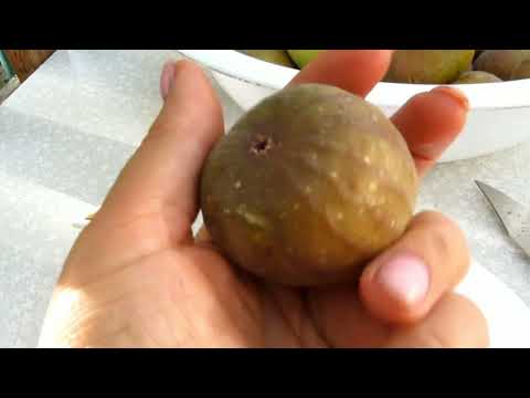 Видео: ИНЖИР. СБОР УРОЖАЯ.