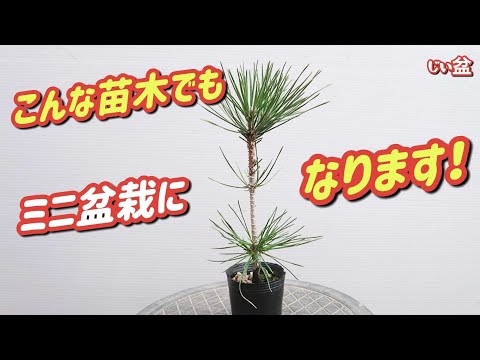 Видео: [Эта чёрная сосна превратилась в мини-бонсай!] / Начинающим / Как сделать бонсай