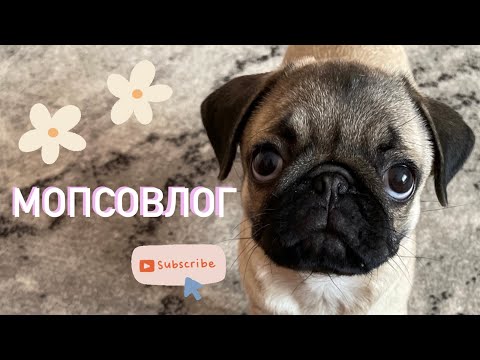 Видео: БУДНИ МОПСА🐽