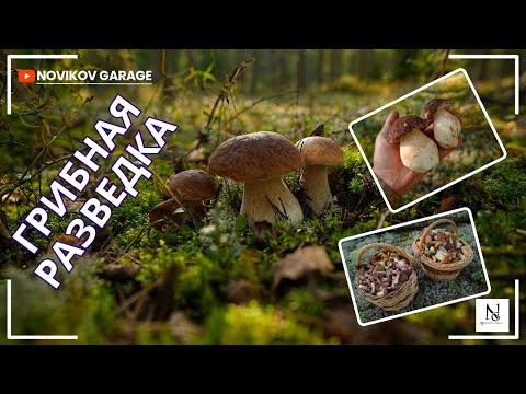 Видео: Грибная разведка 06 сентября 2025. Приозерский район.