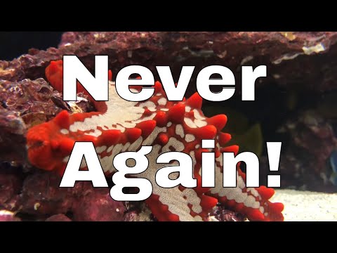 Видео: 5 морских беспозвоночных, о покупке которых я пожалел... и почему?