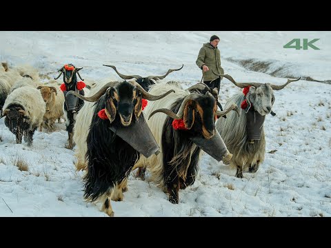 Видео: Путешествие от белого к зеленому | Документальный фильм