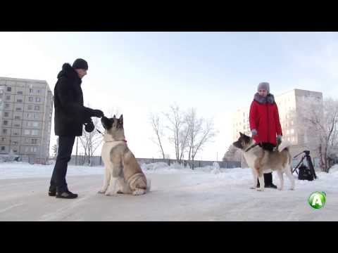 Видео: Костанайские заводчики рассказали о содержании собак породы Американская акита
