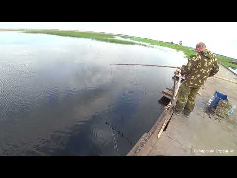 Видео: Приехал на старую переправу. Закинул блесну и охренел. Рыбалка в Сибири.