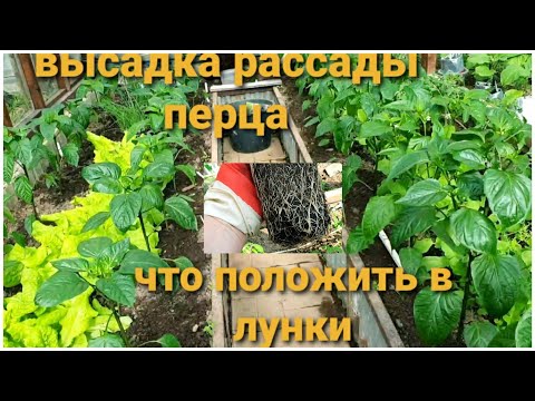 Видео: Как сажаю рассаду перца. Кладу это в лунку и получаю отличный урожай.ВСЕ СЕКРЕТЫ.