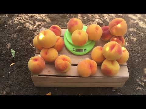 Видео: Один из самых крупных персиков - Вайн Голд ( T3 ) / the largest peach is "Vine Gold"